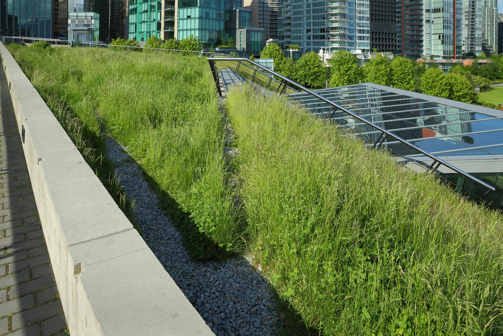 Grass Growing on a Green Roof