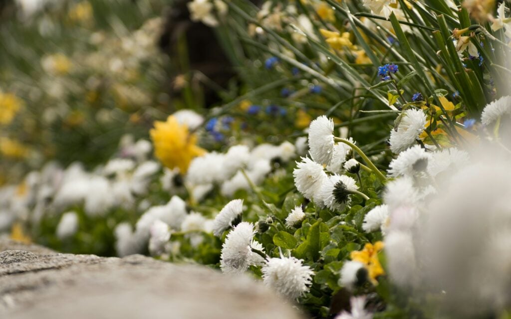 yellow and white flowers