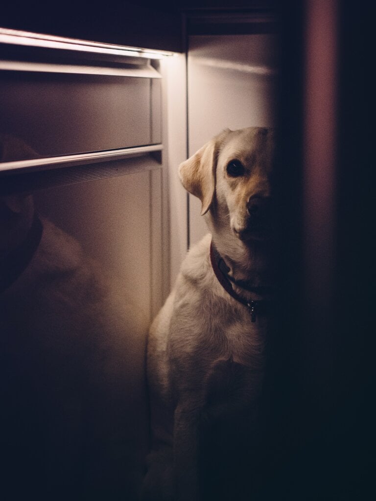 Labrador dog in a dark corner with small lights. - HomeJab