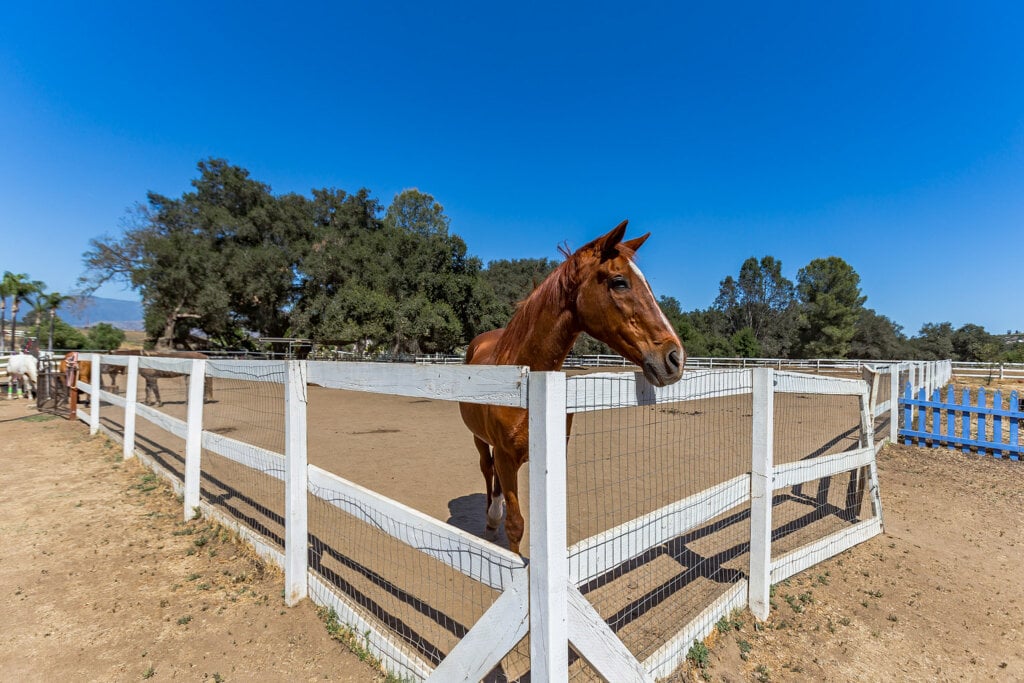 Horse pose - funny real estate video