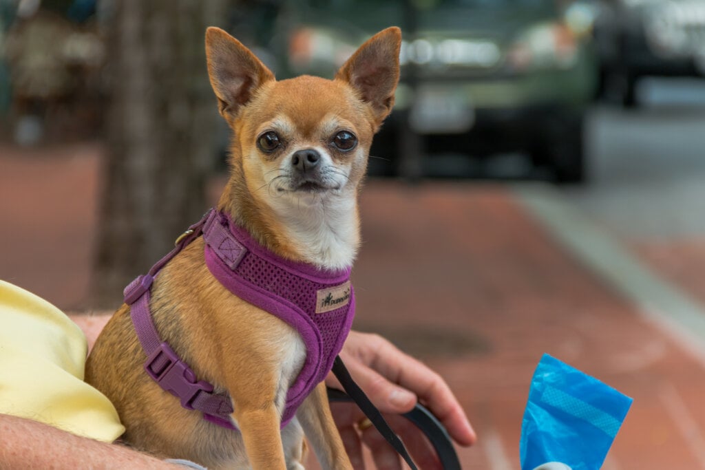 Dog on the table - real estate agent videos