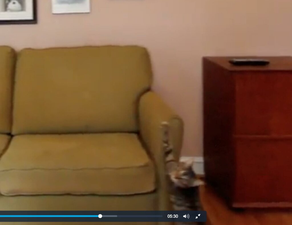 Cat on the couch - funny real estate video