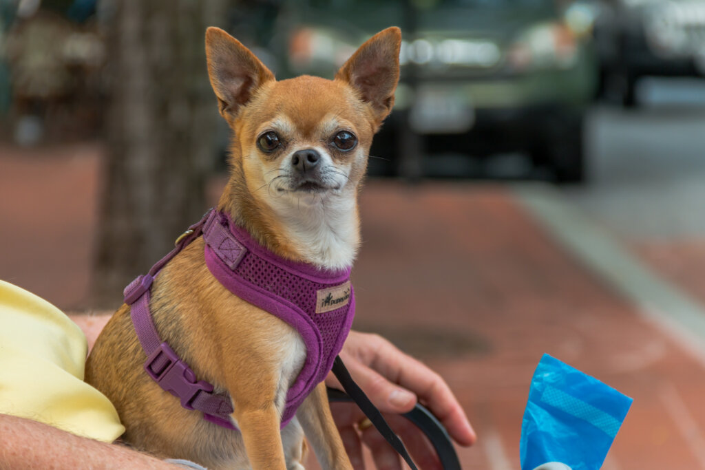 Cute photo of a small dog in a body harness looking into the camera.